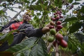 Pertanian Kopi